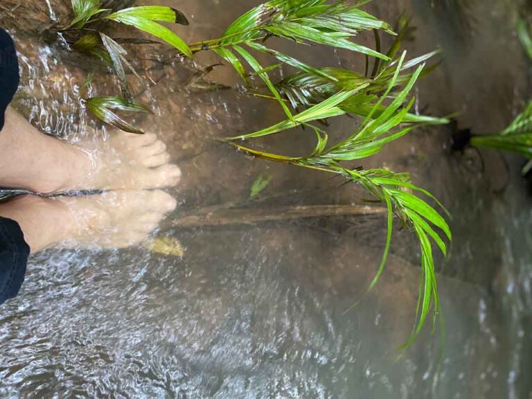 Daintree Rainforest Wet Season