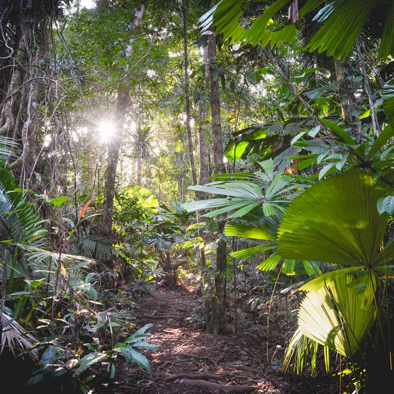 Daintree Rainforest Connections Walk