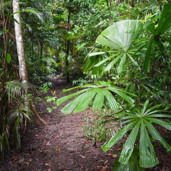 Daintree Rainforest Experience