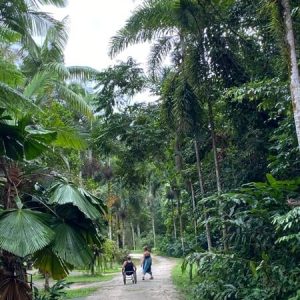 leafy green rainforest with walking track