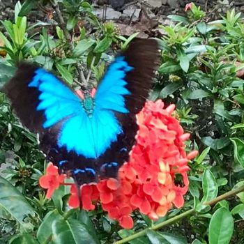 Ulysses Butterfly spotted on a Rainforest Connections Walk