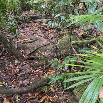 Daintree-Siesta-loop trail