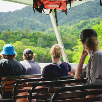 Wildlife-Crocodile tour Daintree